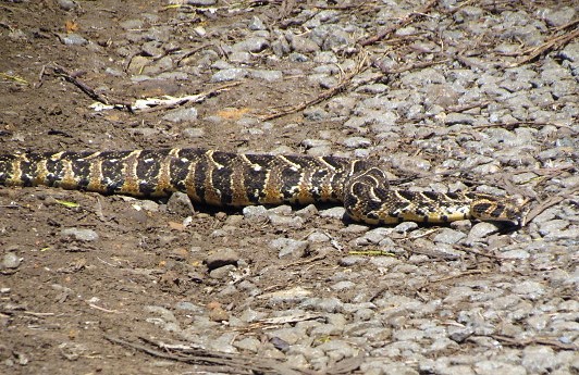 Puffadder