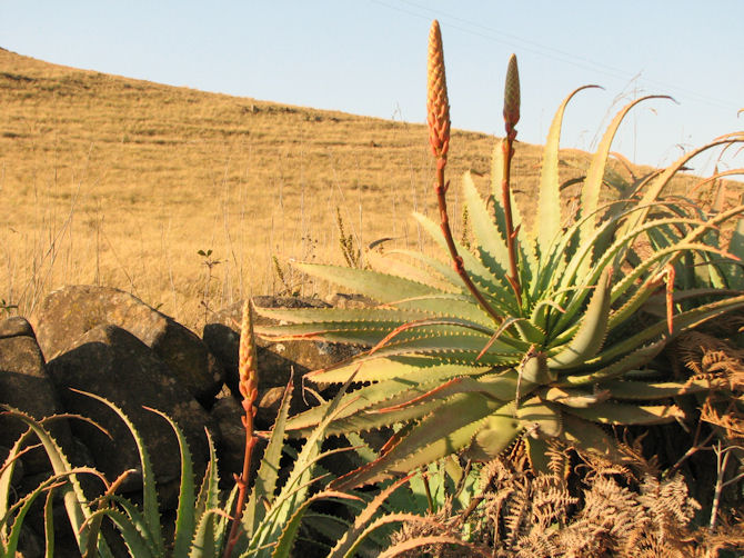 Aloe arborescens