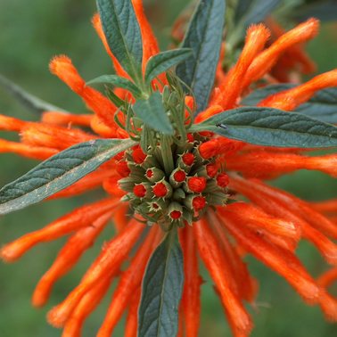 Leonotis leonorus