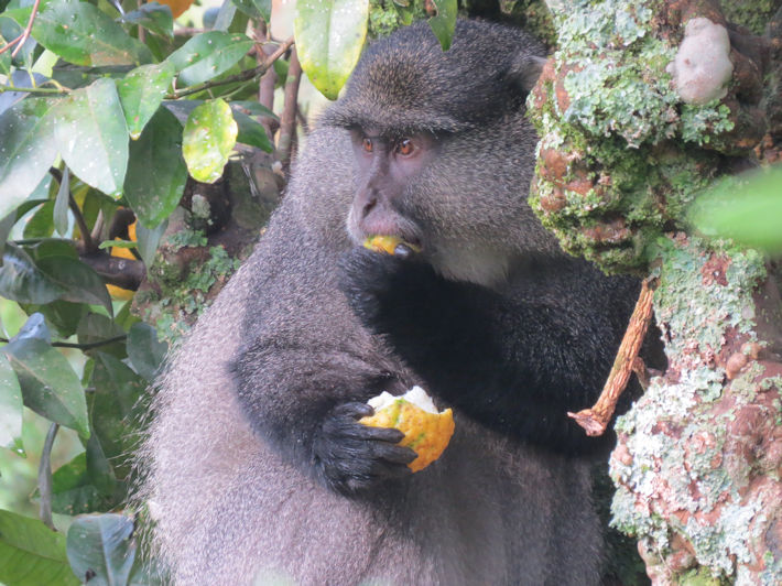 Samango monkey